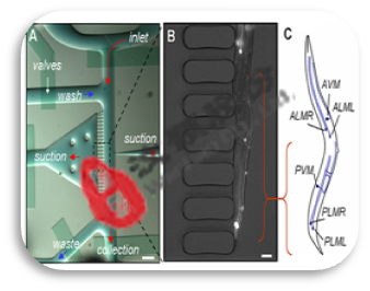 個體水平藥物篩選微流控生物芯片 個體水平藥物篩選微流控生物芯片