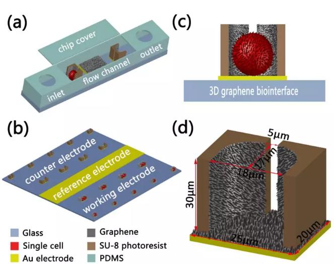 圖2三維石墨烯仿生界面細胞電阻抗傳感器基于的微流控芯片效果圖