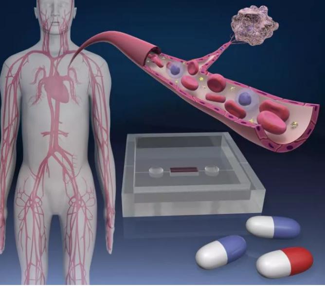 微流控器官芯片 微流控器官芯片