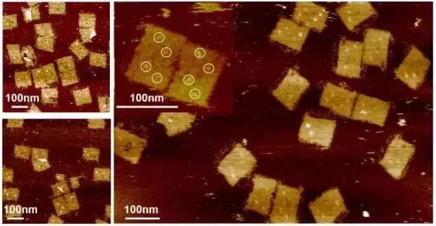 搭載凝血酶的DNA薄片 搭載凝血酶的DNA薄片