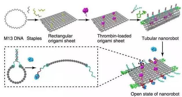 DNA薄片結(jié)構(gòu)可捲曲為管狀,包裹凝血酶分子帶入體內(nèi) DNA薄片結(jié)構(gòu)可捲曲為管狀,包裹凝血酶分子帶入體內(nèi)