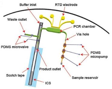與免疫色譜（或側向流動）檢測相關的微流控RT-PCR測定