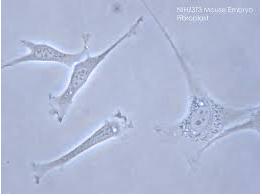 細胞培養(yǎng)損傷 細胞培養(yǎng)損傷