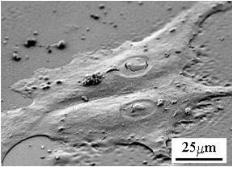 SEM 2D細胞培養圖像 SEM 2D細胞培養圖像