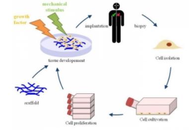 用于組織工程的3D細胞培養 用于組織工程的3D細胞培養