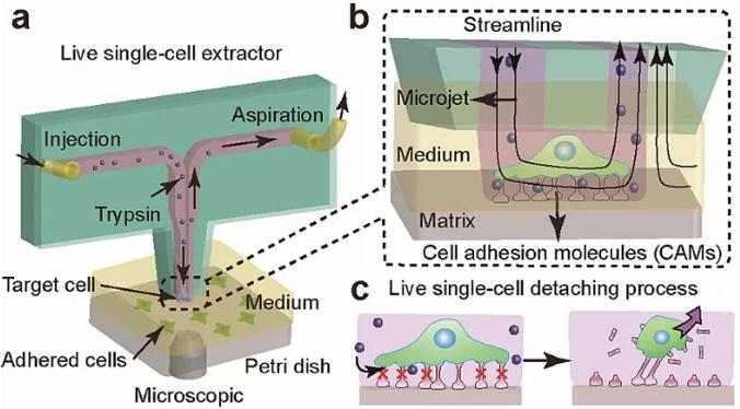 圖1. 基于微流控芯片的單細胞提取與原位分析技術。 圖1. 基于微流控芯片的單細胞提取與原位分析技術。