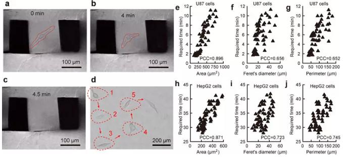 圖2. 單細胞原位提取過程及細胞粘附性與細胞形態的關聯性。 圖2. 單細胞原位提取過程及細胞粘附性與細胞形態的關聯性。