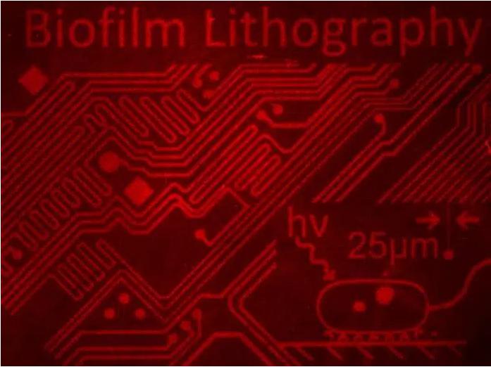 用細菌群落制作復雜的圖像 用細菌群落制作復雜的圖像