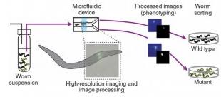 .微流控溫度誘導 秀麗隱桿線蟲的固定 .微流控溫度誘導 秀麗隱桿線蟲的固定