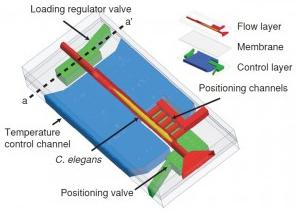 微流控芯片固定線蟲 微流控芯片固定線蟲