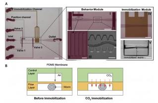 線蟲 在微流控芯片上的二氧化碳固定化 線蟲 在微流控芯片上的二氧化碳固定化