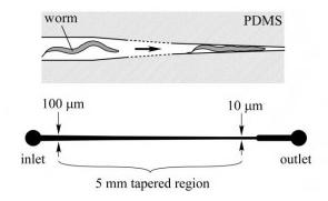 用于 線蟲 誘捕的微流控陣列夾具 用于 線蟲 誘捕的微流控陣列夾具