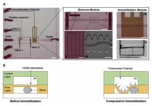 線蟲 在微流控芯片上的壓縮固定 線蟲 在微流控芯片上的壓縮固定