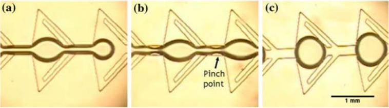 圖4:顯示由于微流體裝置中特別設計的通道幾何形狀而在油中形成水滴的圖像。(a)顯示水流通過狹窄的通道夾點時存在較薄的流體流。(b)示出了在水流停止之后,夾點中的水變得不穩定并且開始中斷水的連續性。(c)顯示了所形成的單分散水滴的形成。Wu等人的圖片 “靜態條件下微通道中液滴的形成”。 圖4:顯示由于微流體裝置中特別設計的通道幾何形狀而在油中形成水滴的圖像。(a)顯示水流通過狹窄的通道夾點時存在較薄的流體流。(b)示出了在水流停止之后,夾點中的水變得不穩定并且開始中斷水的連續性。(c)顯示了所形成的單分散水滴的形成。Wu等人的圖片 “靜態條件下微通道中液滴的形成”。