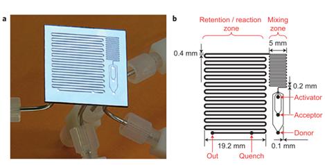 圖16:用于反應優化的微流控反應器,其中改變反應溫度,試劑濃度和停留時間以確定糖基化反應的最佳反應條件。降低了由硅和派熱克斯制成的整個芯片。b顯示芯片的設計,采用三個供體,受體和活化劑入口,隨后將其混合并使其反應,在反應結束時加入淬火劑。Ratner等人的圖片 “有機化學中基于微反應器的反應優化 - 糖基化作為挑戰”。 圖16:用于反應優化的微流控反應器,其中改變反應溫度,試劑濃度和停留時間以確定糖基化反應的最佳反應條件。降低了由硅和派熱克斯制成的整個芯片。b顯示芯片的設計,采用三個供體,受體和活化劑入口,隨后將其混合并使其反應,在反應結束時加入淬火劑。Ratner等人的圖片 “有機化學中基于微反應器的反應優化 - 糖基化作為挑戰”。