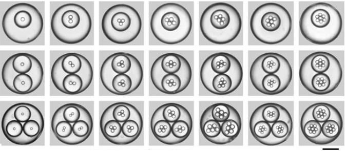 一系列高度單分散三重乳液的光學顯微照片圖像,其具有受控數量的內部和中部液滴,由擴展的毛細管微流體裝置產生。用200μm的比例尺顯示。Chu等人的圖像。“可控的單分散多重乳液” 一系列高度單分散三重乳液的光學顯微照片圖像,其具有受控數量的內部和中部液滴,由擴展的毛細管微流體裝置產生。用200μm的比例尺顯示。Chu等人的圖像。“可控的單分散多重乳液”