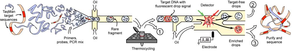 用于目標基因富集的基于液滴的微流體系統 用于目標基因富集的基于液滴的微流體系統