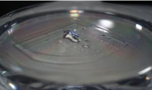 PDMS膜釋放 PDMS膜釋放