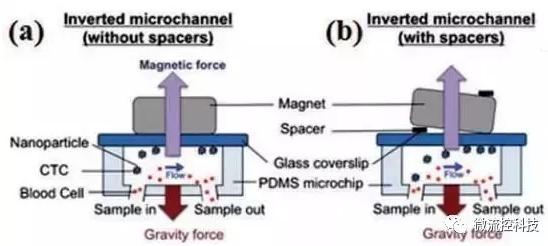 圖3:基于免疫磁珠分離CTCs的微流控系統 圖3:基于免疫磁珠分離CTCs的微流控系統