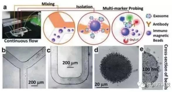 圖4:基于免疫親和原理分析外泌體的微流控系統 圖4:基于免疫親和原理分析外泌體的微流控系統
