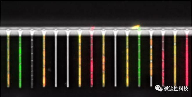 球最小的實驗室, 集成微流控動態可控監測單細胞基因調控 球最小的實驗室, 集成微流控動態可控監測單細胞基因調控