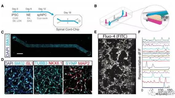 最新器官芯片技術(shù)為“漸凍人”點(diǎn)燃希望 最新器官芯片技術(shù)為“漸凍人”點(diǎn)燃希望