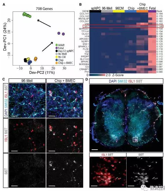 最新器官芯片技術(shù)為“漸凍人”點(diǎn)燃希望 最新器官芯片技術(shù)為“漸凍人”點(diǎn)燃希望