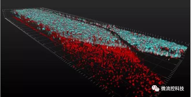 最新器官芯片技術(shù)為“漸凍人”點(diǎn)燃希望 最新器官芯片技術(shù)為“漸凍人”點(diǎn)燃希望