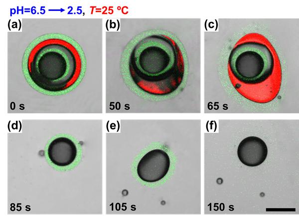 圖2. “特洛伊木馬式”微囊用于程序式梯級次序釋藥 圖2. “特洛伊木馬式”微囊用于程序式梯級次序釋藥