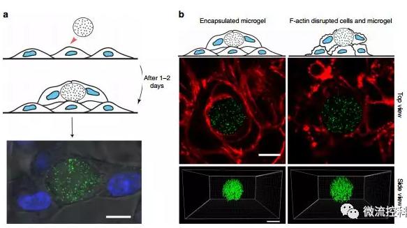 微流控技術(shù)開(kāi)發(fā)微型彈性球，可用于癌癥診斷