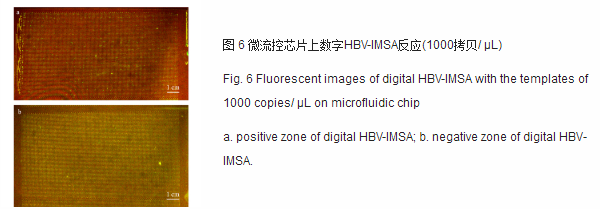 微流控芯片上數字HBV-IMSA反應 微流控芯片上數字HBV-IMSA反應