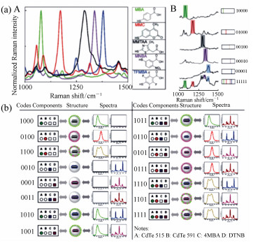 硅殼金納米粒子探針的SERS