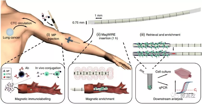 標記、捕獲、洗脫培養、分析，完美！