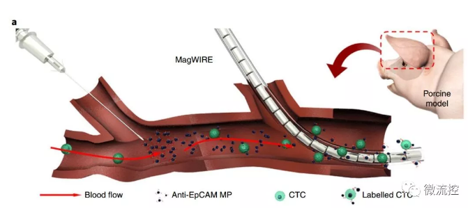 上游加MPs，下游下釣鉤，磁線還有聚四氟乙烯保護套