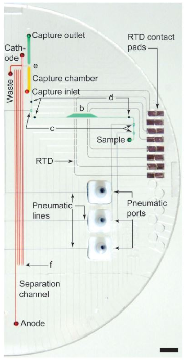 樣品純化和芯片電泳