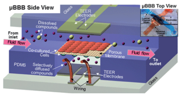 圖2. Booth等人開發的BBB-on-chip示意圖和圖片。（轉載自Booth等人）