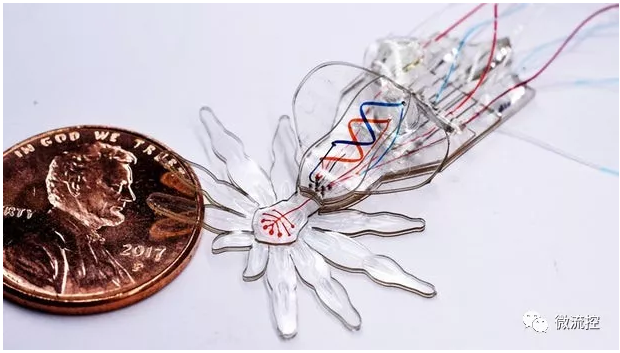 哈佛團隊受孔雀蜘蛛啟發，研發微流體系統驅動的小型軟體機器人