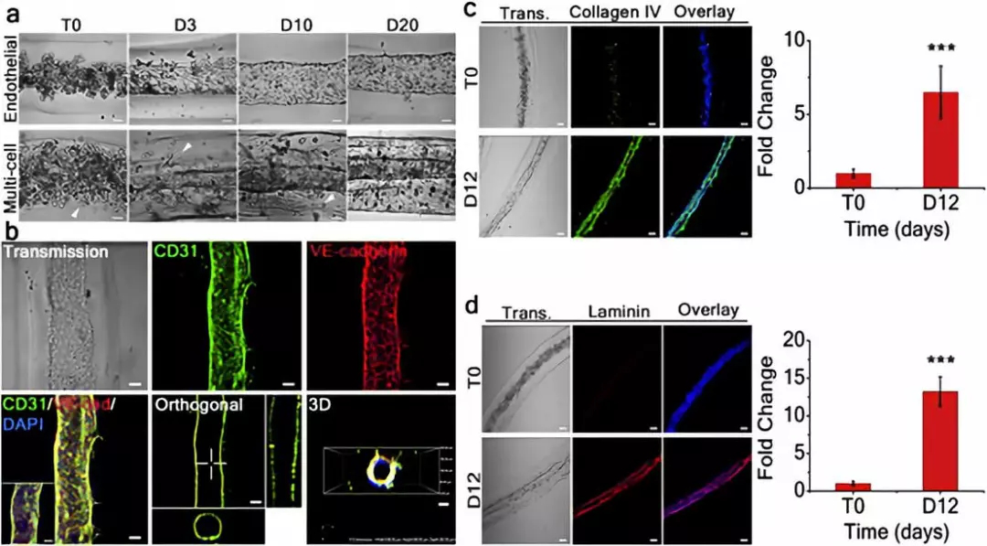 膠原蛋白IV和人層粘連蛋白的顯著表達(dá)