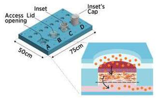作為開放系統的微流控皮膚芯片
