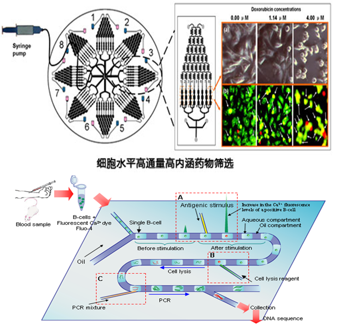 微流控生物芯片在疾病診斷和藥物研究的應用