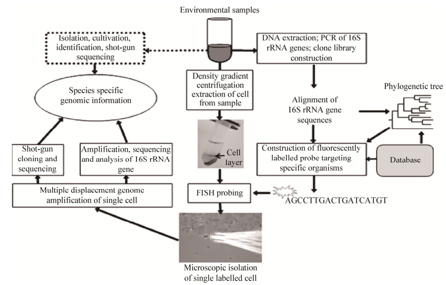 圖5利用熒光原位雜交進行單細胞分離和擴增的原理圖