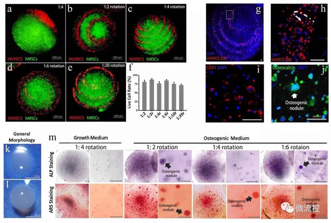 圖 3.基于人體內皮細胞和骨髓間充質干細胞的共培養模型實現體外類器官的制造