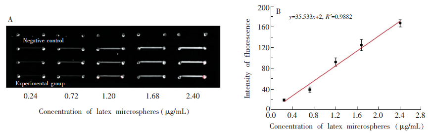 圖4(A)PDMS-PLL雜合芯片檢測(cè)梯度連接在乳膠微球上的MET-Ab的熒光圖;(B)對(duì)應(yīng)圖(A)的“乳膠微球-灰度值冶曲線