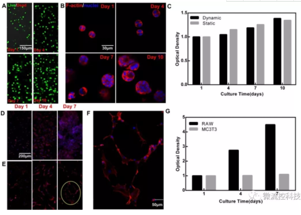 圖4.模塊化芯片的細胞培養