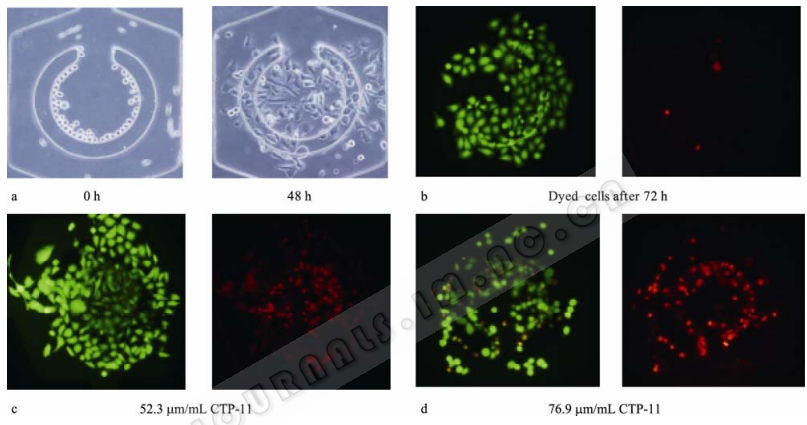圖 7 細胞在芯片培養腔的培養、藥物作用與檢測
