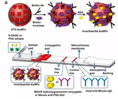 “微流控+智能手機(jī)血糖儀” 打造非血糖分子檢測(cè)平臺(tái)，量化評(píng)估DNA過氧化損傷
