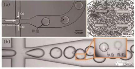 圖3 微流控液滴生成與單細胞包裹圖