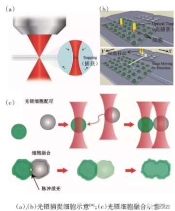 圖4 基于光鑷技術的微流控芯片中的單細胞捕獲