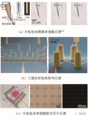 圖6 基于介電電泳技術的微流控芯片上的單細胞捕獲