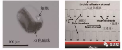 圖8 基于磁捕獲技術的微流控芯片上的細胞操控